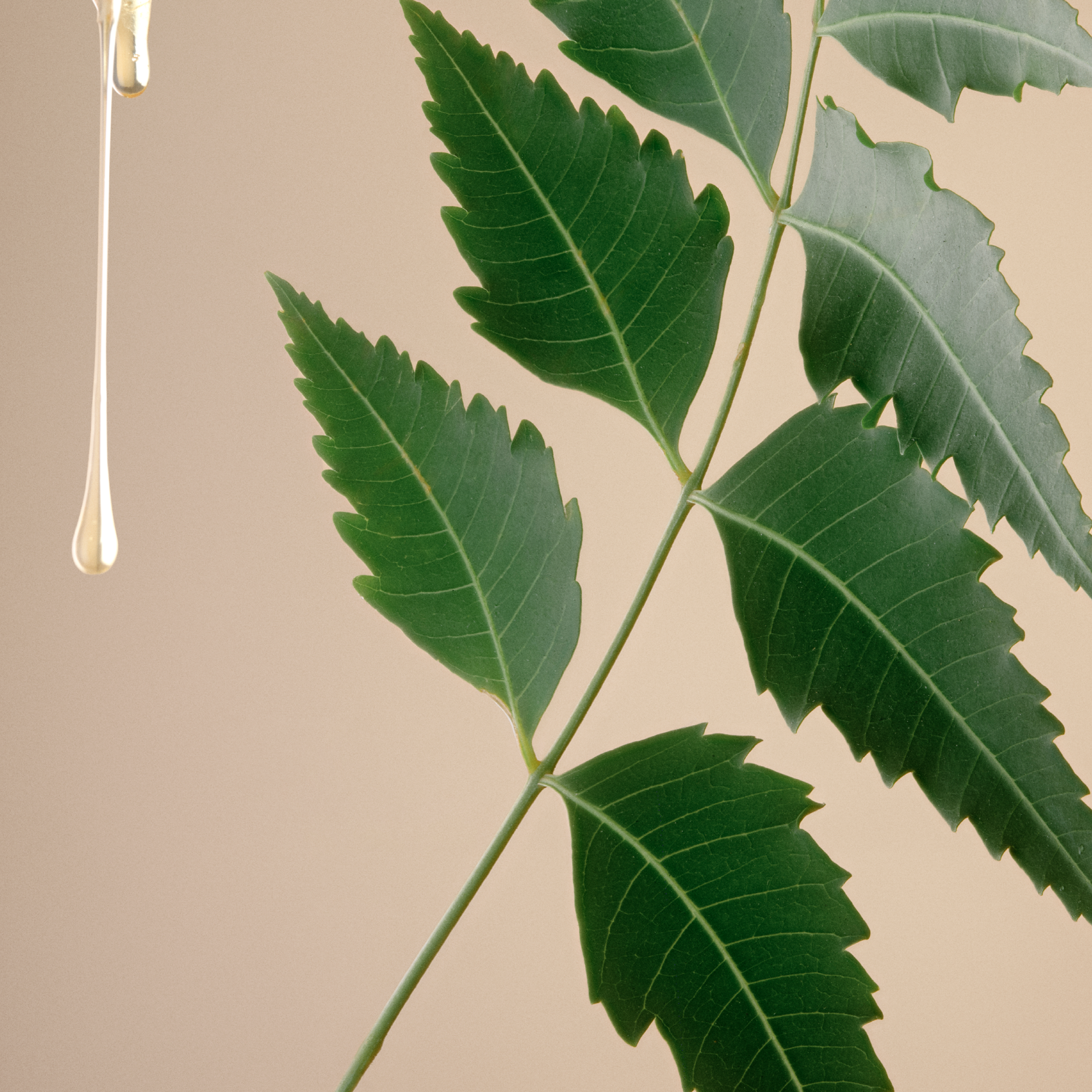 Neem Fortifying Complex